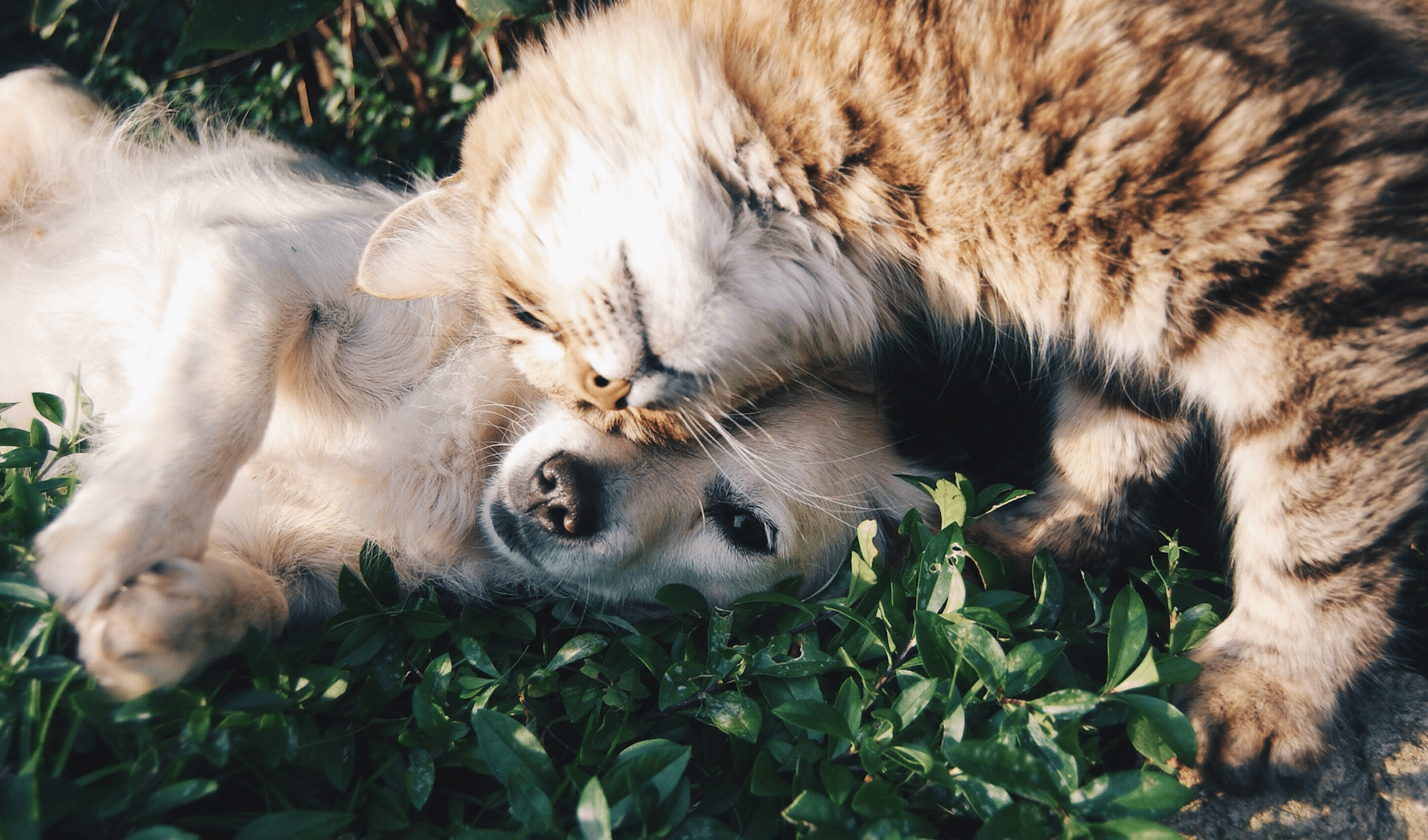 animal-cat-cute-46024_Proxy